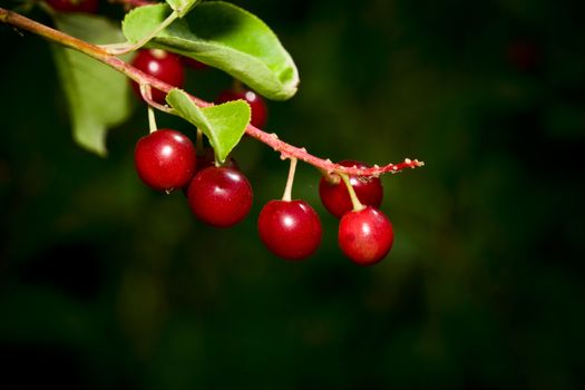 Macro shot of beautiful, red chokecherries found growing wild on the Canadian prairies.  Used for wine & jelly.