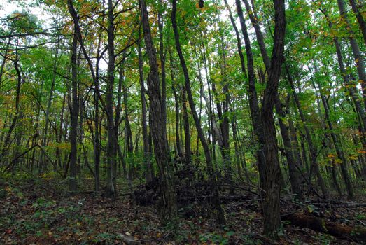 green trees growing in a dense forest jungle