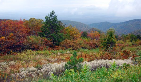 Fall Colors of autumn in Shenandoah National Park Virginia