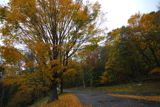 Fall Colors of autumn in Skyline Drive Shenandoah National Park Virginia