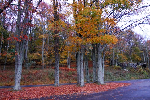 Fall Colors of autumn in Skyline Drive Shenandoah National Park Virginia