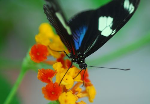 black Butterfly insect feeding on a flower