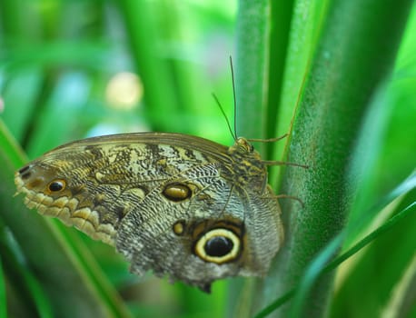 brown Butterfly insect feeding on a flower