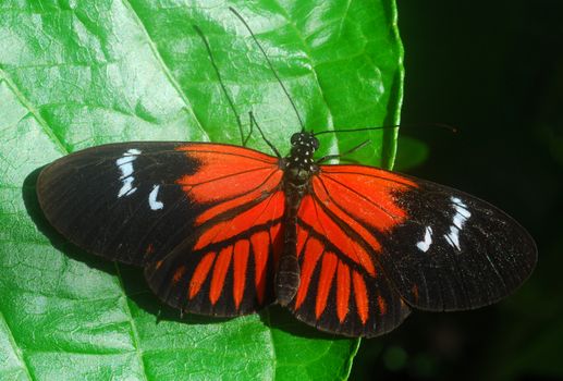 black orange Butterfly insect feeding on a green leaf