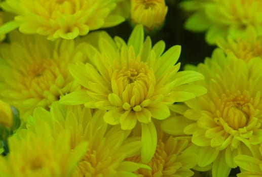 yellow color chrysanthemum Flower in bloom in spring