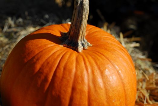 pumpkin fruit for cooking and halloween decoration