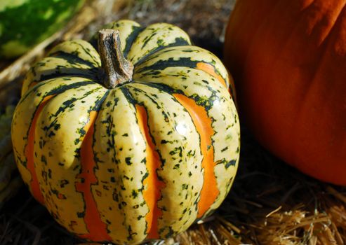 pumpkin fruit for cooking and halloween decoration