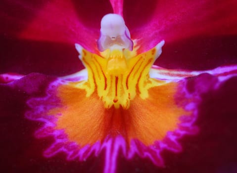 Miltonia Pink yellow orchid flower in bloom in spring