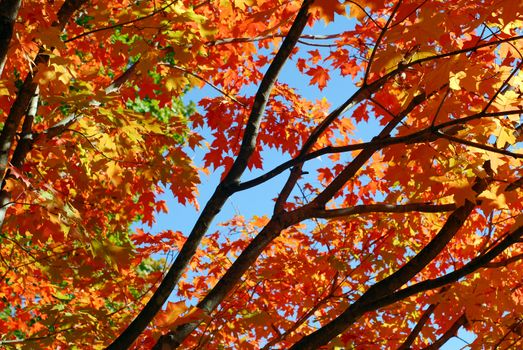 Orange Fall Foliage colors of Maple tree in Autumn