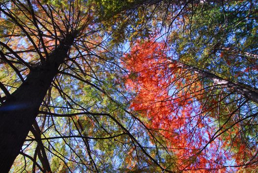 Orange green Fall Foliage colors of tree in Autumn