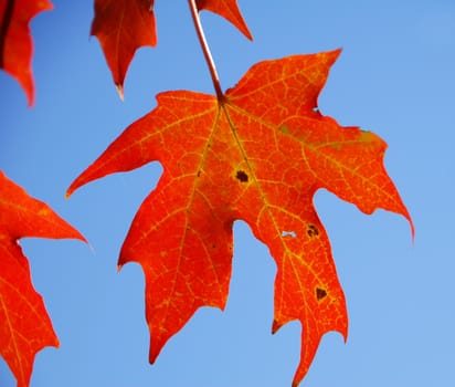 Orange Fall Foliage colors of Maple tree in Autumn