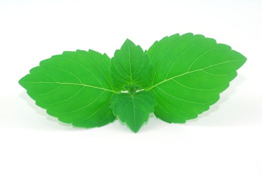tender young leaves of fresh green holy basil tulsi Ocimum tenuiflorum herb for flavor