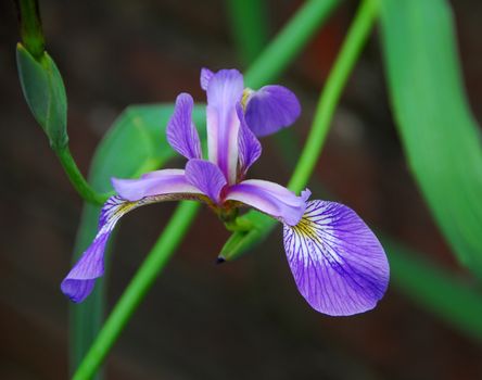 blue color iris Flower in bloom in spring