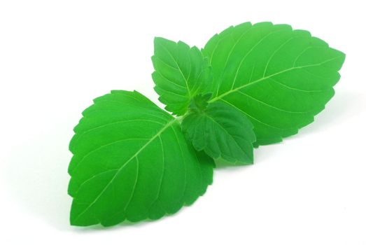 tender young leaves of fresh green holy basil Ocimum tenuiflorum herb for flavor