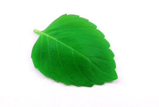 tender young leaves of fresh green holy basil Ocimum tenuiflorum herb for flavor