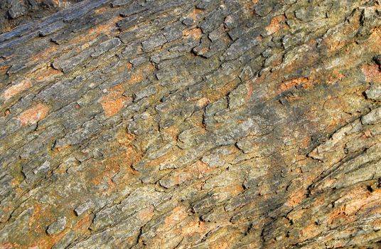 isolated closeup of brown Tree Bark Texture Background