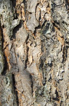 isolated closeup of brown Tree Bark Texture Background