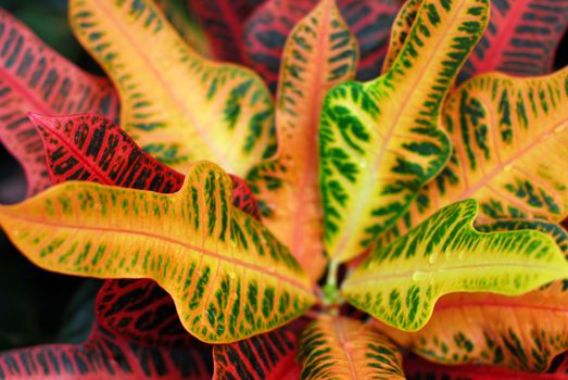 brightly colored leaves on croton indoor plant