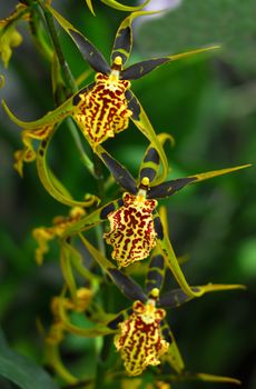 Oncidium Yellow brown Orchid flower in bloom in spring