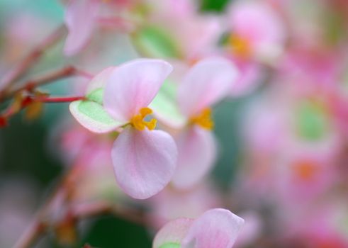 an isolated pink yellow begonia Flower in bloom