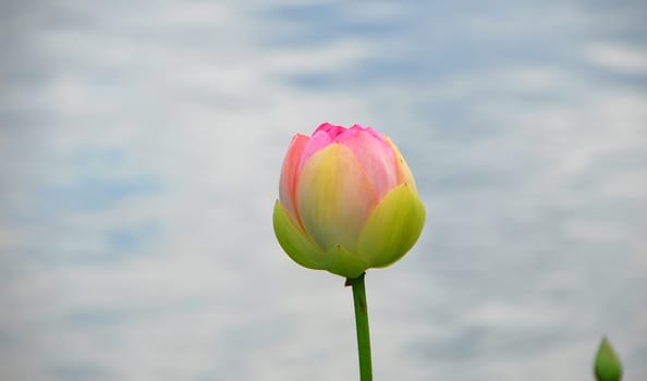 pink color lotus Flower in bloom in spring