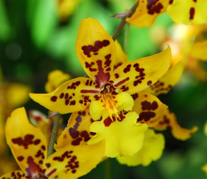 Oncidium Yellow brown Orchid flower in bloom in spring