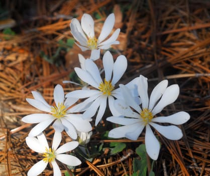 white yellow color Flower in bloom in spring