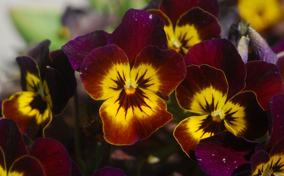 cluster of yellow purple pansy flowers in bloom