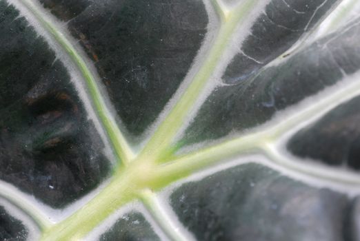 Dark Green Leaves of alocasia indoor plant