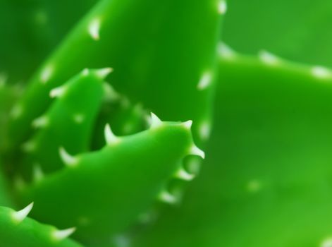 aloe vera succulent plant with green fleshy leaves used in skin cosmetics