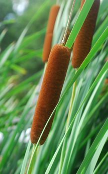 brown flower spikes on Typha reed cattail wetland plant