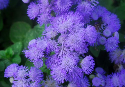 Blue Purple hairy Flower cluster in bloom