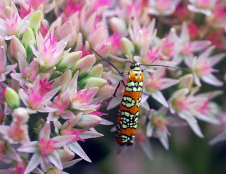 orange beetle insect on small pink white flowers cluster in bloom