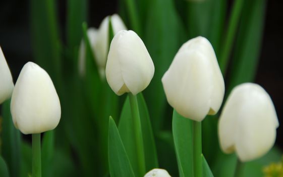 white tulip flower in bloom in spring