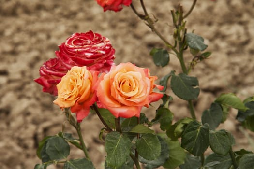 Red and orange roses from a bunch, in close up