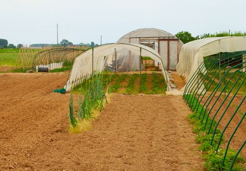 Greenhouses for cultivation of flowers, with plants