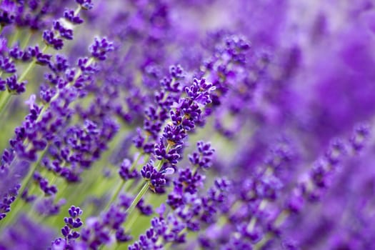 lavender flowers