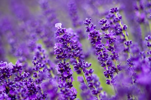 lavender flowers