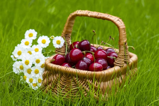 cherries in a basket in summer grass