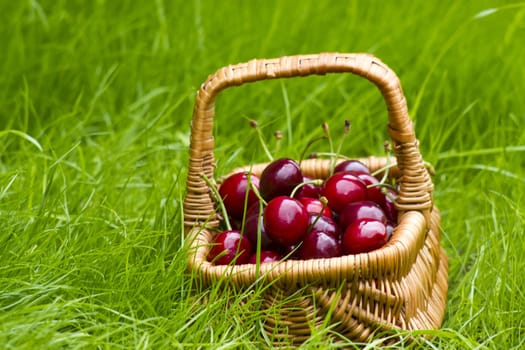 cherries in a basket in summer grass