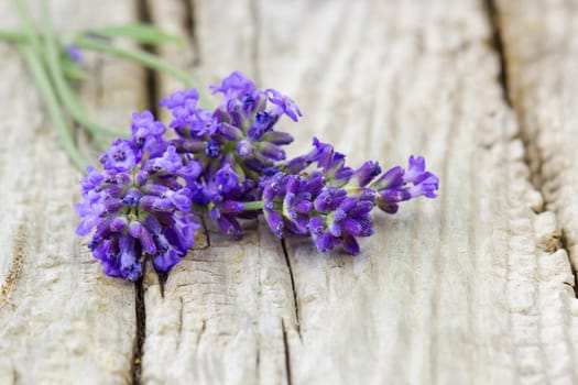 lavender flowers on wooden background