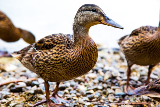 Duck on the shore of beautiful lake