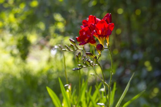 red freesia in the garden