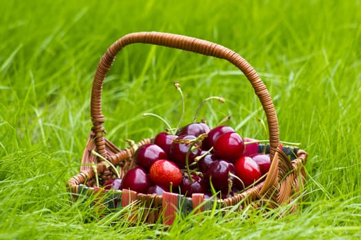 cherries in a basket in summer grass