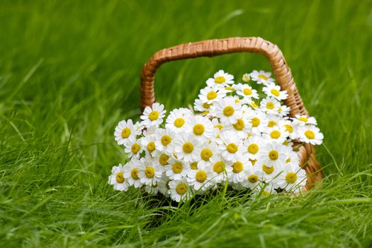 Basket with daisies on grass