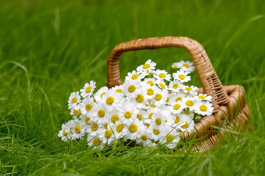 Basket with daisies on grass 