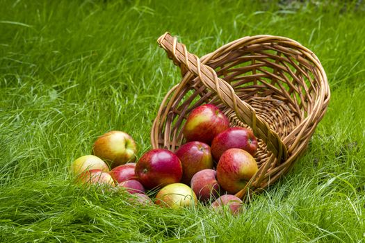 fruits in a basket in summer grass