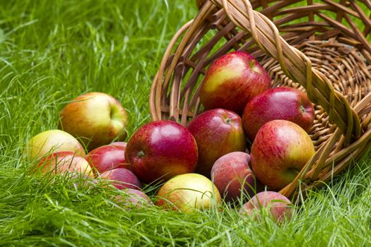 fruits in a basket in summer grass