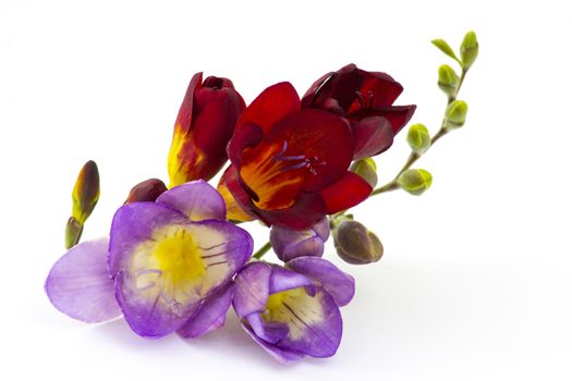 Blooming Freesia. Isolated on white background.