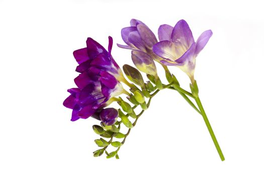 Blooming Freesia. Isolated on white background.